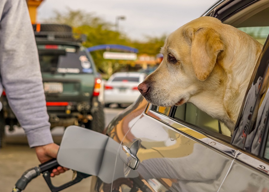 A Complete Guide to Pet Taxi Services in the UK
