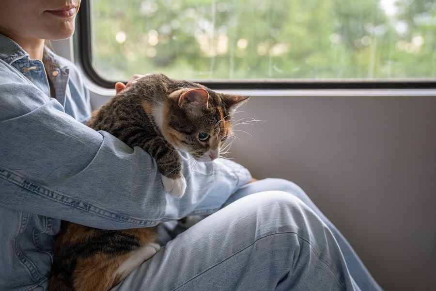Pet Taxi Service Rates