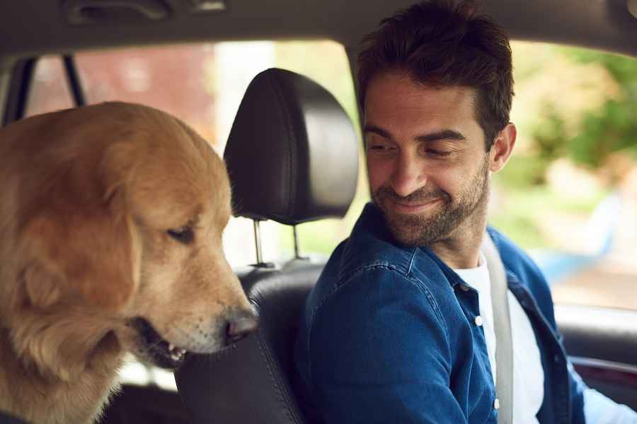 Pet Dog in Taxi